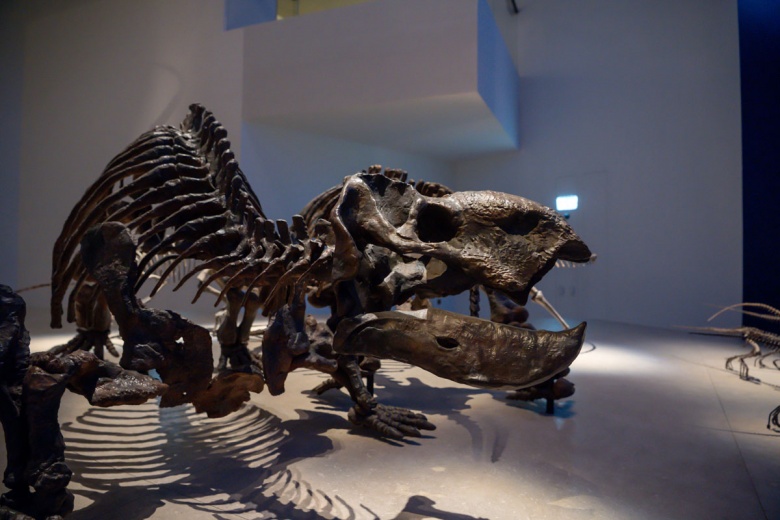 Abu Dabi Doğal Tarih Müzesi