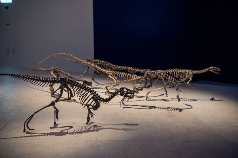 Abu Dabi Doğal Tarih Müzesi