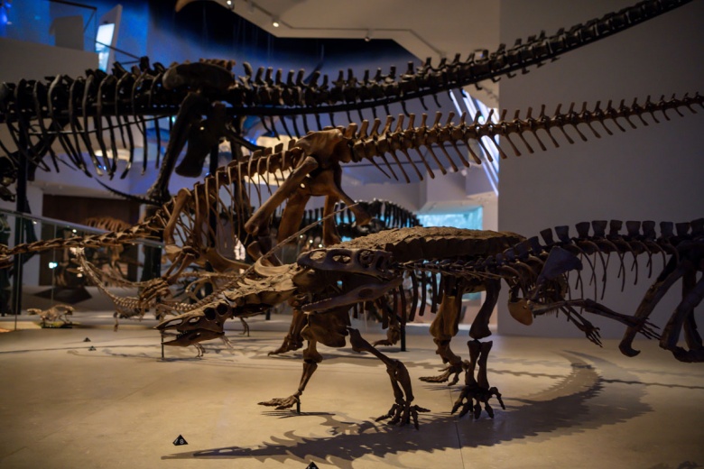 Abu Dabi Doğal Tarih Müzesi