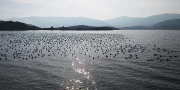 Bafa Gölünde Su Seviyesi Yükseliyor, Doğal Yaşam Geri Dönüyor
