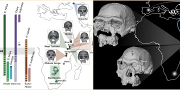 Bir Milyon 600 Yıllık Homo Erectus yüzü ve Afrikadaki insansı türlerin çeşitliliği