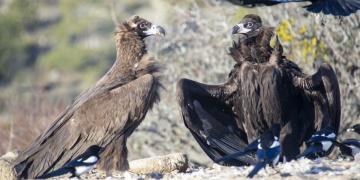 Boluda Kurulan Akbaba İstasyonu Ekolojik Döngüyü Gözler Önüne Seriyor