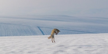 Her yıl 10 bini aşkın yaban hayanı Doğa Koruma ekiplerince tedavi ediliyor