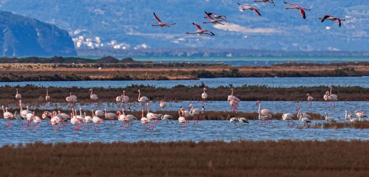 Sulak Alan Kaybı Bir Doğa Sorunu mu, Yoksa Bir Kamu Politikası Krizi mi?
