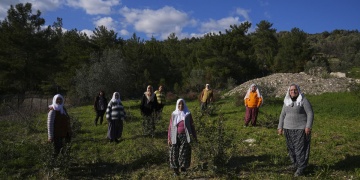 İzmir Karaburunda Sakız Ağacı Yeniden Yeşeriyor