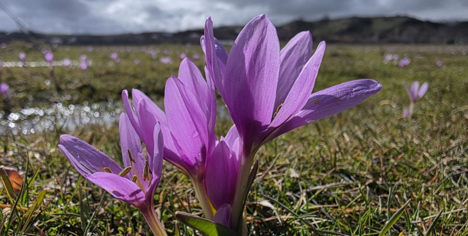 Bingölde İlkbahar Müjdesi: Mor Çiğdemler Görsel Şölen Sunuyor