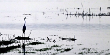 Kurutulan Gavur Gölü Yeniden Su Tuttu