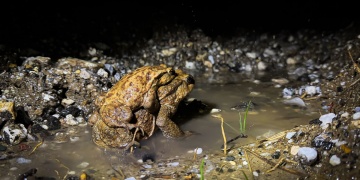 Kütahyada 5 Bin Yıllık Doğa Ritüeli: Kurbağaların Göç Yolculuğu