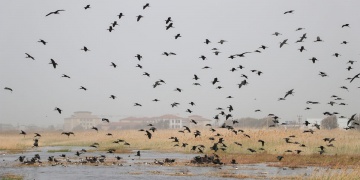 Milleyha Sulak Alanı: Göç Yollarının Sessiz Tanığı