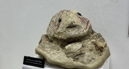 Çatalhöyük Kazılarının Seçme Eserleri Konya Arkeoloji Müzesinde Bir Araya Geldi