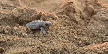 Antalya sahillerinde yeni caretta caretta yavruları hayata merhaba diyor