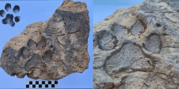 Tavşanlı Höyükte yaklaşık 4 bin yıllık pati izleri bulundu